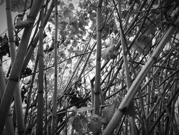 Low angle view of bamboo trees in forest