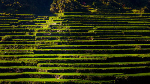 Scenic view of agricultural field