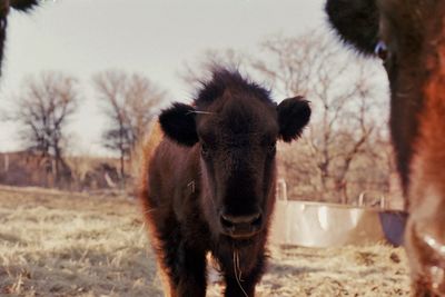 Portrait of baby buffalo standing on field against sky