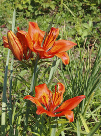 Close-up of orange day lily flower