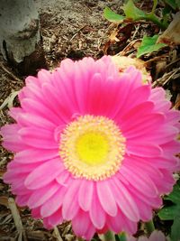 Close-up of pink flower