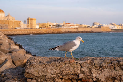 Seagull perching on a rock