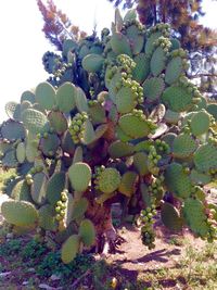 Plants growing on tree