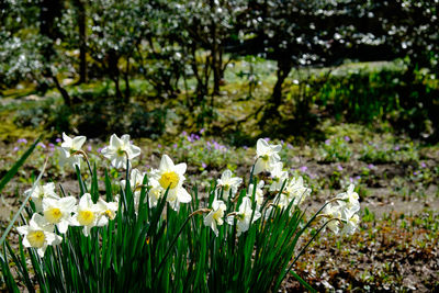 Close-up of white daisies blooming in field