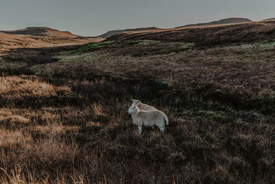 View of a horse on field