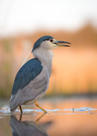Close-up of gray heron in water