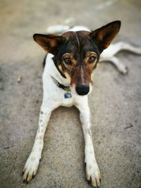 Portrait of dog