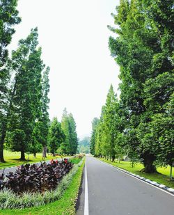 Empty road amidst trees against clear sky