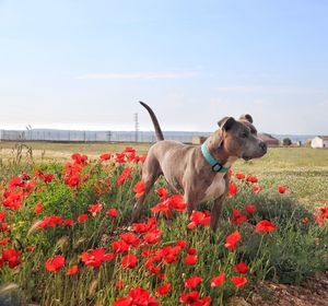 View of red flowers on field by land against sky