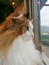 Close-up of cat looking away