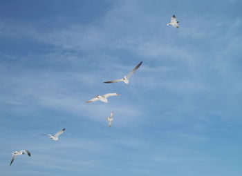 Low angle view of seagulls flying