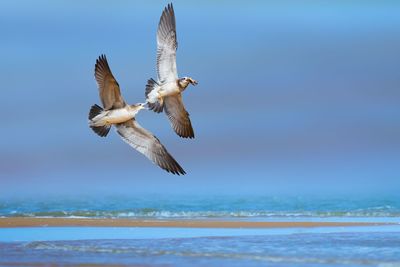 Seagull flying over sea against sky