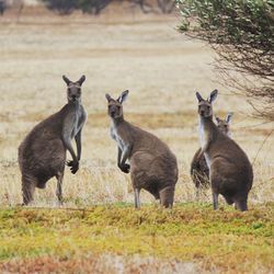 Kangaroos in a field