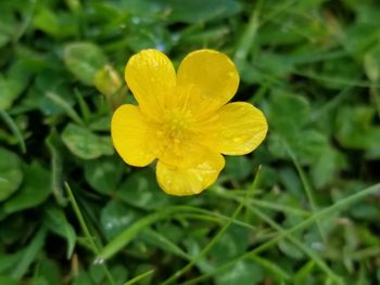 Close-up of wet yellow flower