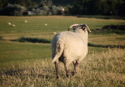 Sheep standing in a field