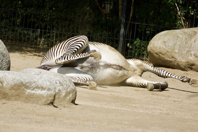 View of zebras resting on rock at zoo