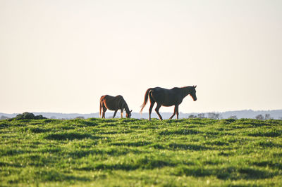 Horses on field against clear sky