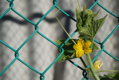 Close-up of yellow flowers on chainlink fence