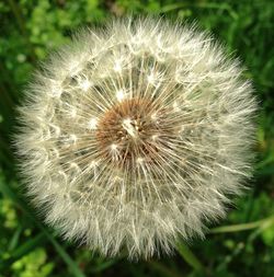 dandelion