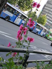 Close-up of pink flowers on street