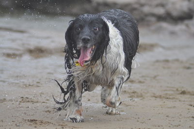 Dog running on beach