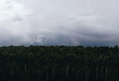 Low angle view of trees against cloudy sky