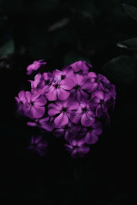 Close-up of purple flowering plant against black background