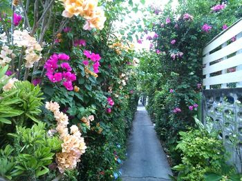 Flowers blooming outdoors