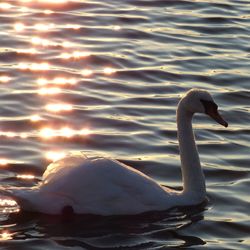 Swan swimming in lake