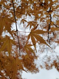 Close-up of maple leaves on tree