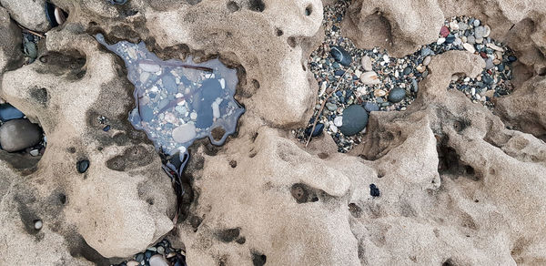 High angle view of starfish on beach