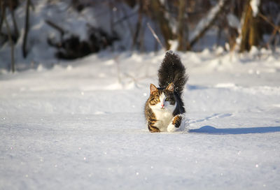 Black and white young active cat walking in snow.