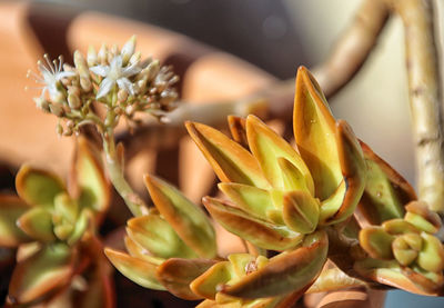 Close-up of flowers