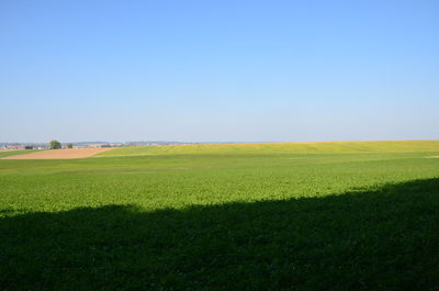 Scenic view of field against clear sky