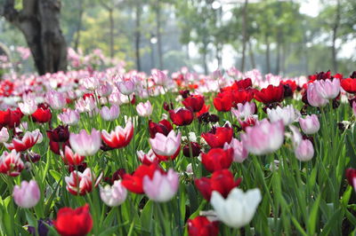 Close-up of red tulips in park