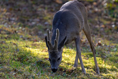 The roe deer on the forest edge