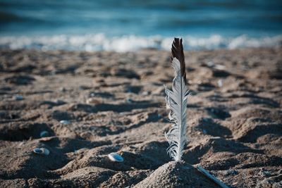 Close-up of feather at beach