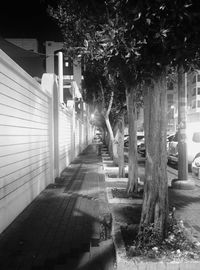 Trees in city