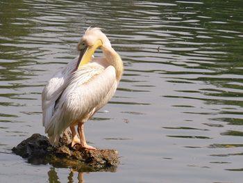 Close-up of pelican on lake