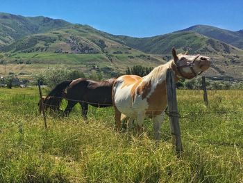 Horse standing on field against sky