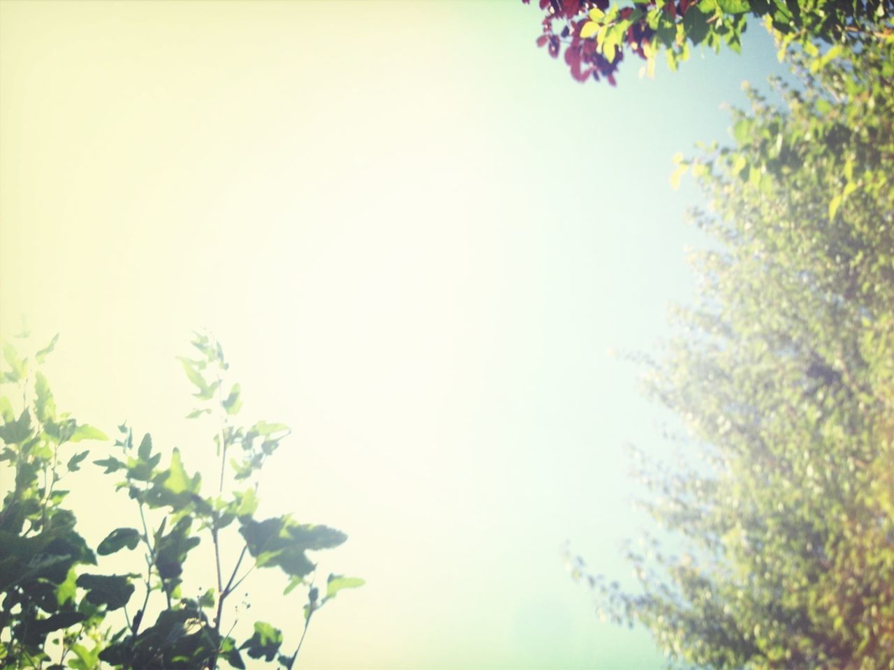 clear sky, low angle view, tree, growth, copy space, branch, beauty in nature, nature, leaf, tranquility, high section, day, no people, outdoors, scenics, green color, sky, treetop, tranquil scene, plant