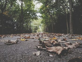 Fallen trees in forest during autumn