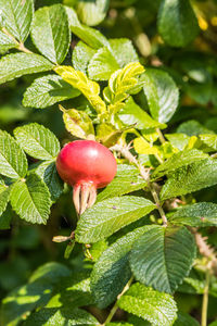 Close-up of strawberry growing on tree