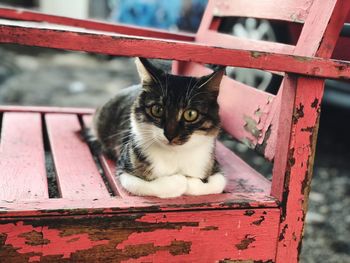 Close-up portrait of a cat