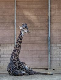 Young giraffe sitting on floor at zoo