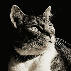 Close-up of cat against black background