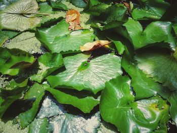 Close-up of insect on leaves