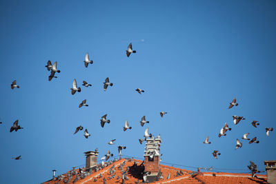 Low angle view of birds flying against clear blue sky