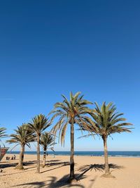 Palm trees on beach against clear blue sky