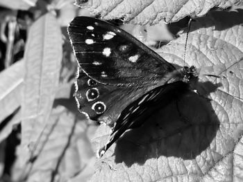 Close-up of butterfly